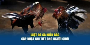 Luật Đá Gà Miền Bắc - Cập Nhật Chi Tiết Cho Người Chơi