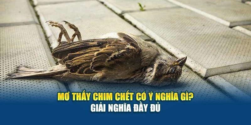 Mơ Thấy Chim Chết Có Ý Nghĩa Gì 78Win? Giải Nghĩa Đầy Đủ 4 Mơ Thấy Chim Chết Có Ý Nghĩa Gì 78Win? Giải Nghĩa Đầy Đủ