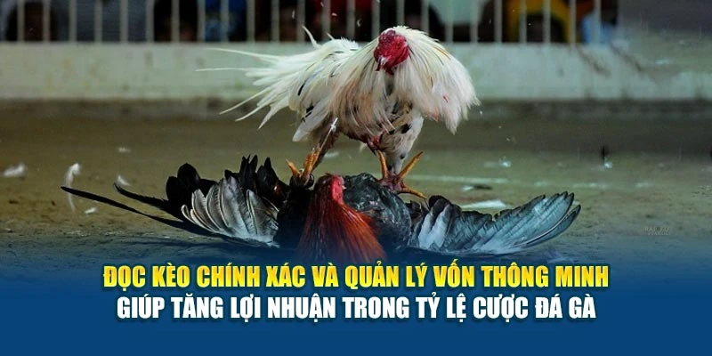 Tỷ Lệ Cược Đá Gà - Cách Đọc Kèo Và Tính Thắng Thua 6 Đọc kèo chính xác và quản lý vốn thông minh giúp tăng lợi nhuận trong tỷ lệ cược đá gà