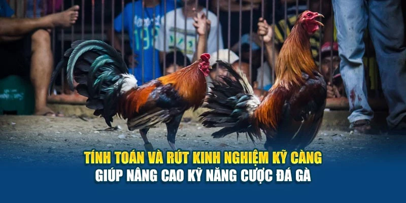 Tỷ Lệ Cược Đá Gà - Cách Đọc Kèo Và Tính Thắng Thua 7 Tính toán và rút kinh nghiệm kỹ càng giúp nâng cao kỹ năng cược đá gà